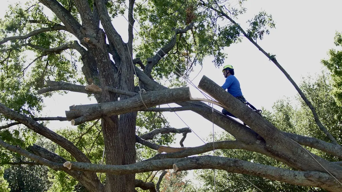 Professional Crown Thinning performed by certified arborists in Clifton